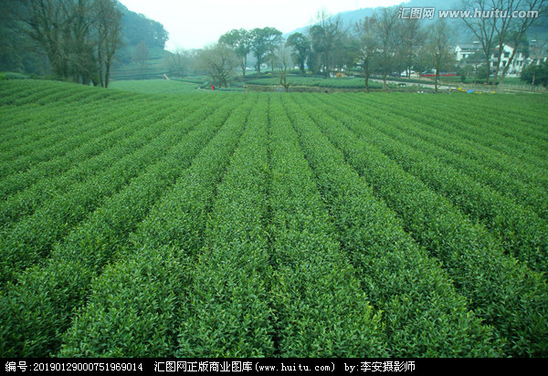 茶叶种植园与茶叶种植 从选址到采摘的完整指南