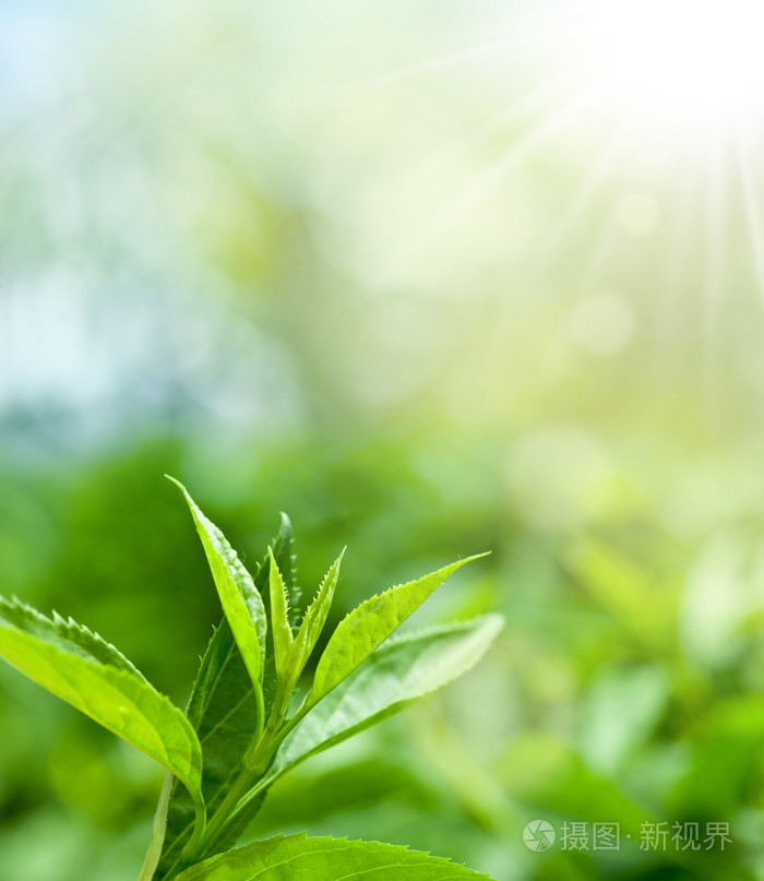 茶叶种植园 从一株茶苗到一杯香茗的系统之旅
