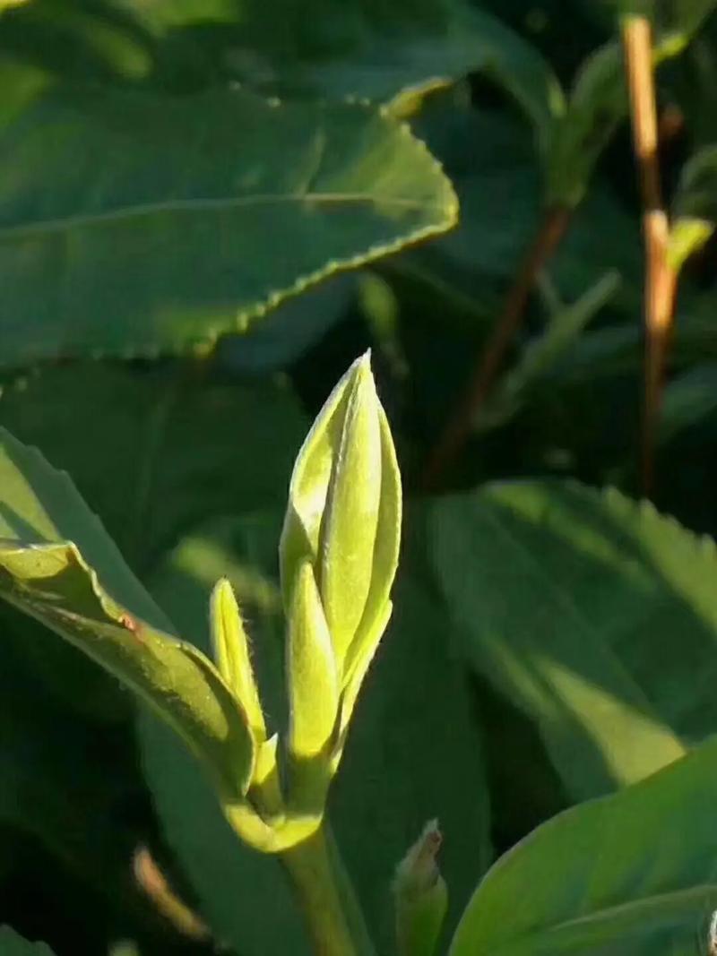帮妈妈卖茶叶 从自家茶园到您杯中的醇香