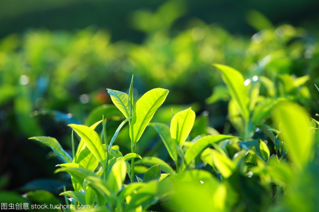 喀拉拉邦的绿色瑰宝 印度茶叶种植园景观