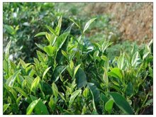 裴家寨自然村 茶香四溢的绿色明珠